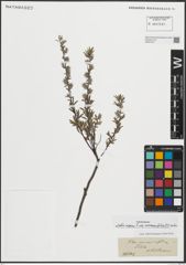 Foto von Salix repens subsp. rosmarinifolia (L.) Andersson